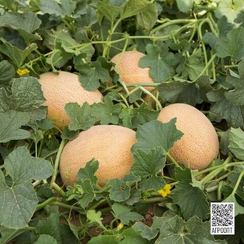 КАЛИНА F1 семена дыни (Rijk Zwaan | Alexagro)