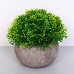 Цветочная композиция «Green garden» 10*12см в горшке, туя