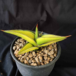 Сансевиерия POWELLII VAR