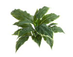 Хоста Соу Свит зелёная с белой каймой д-45/50 см, в-30 см (Sensitive Botanic) 12/96 20.1152GWH