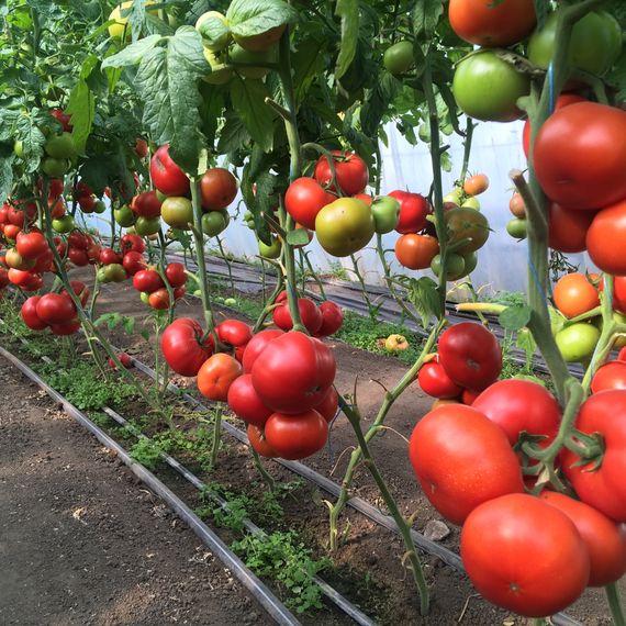 Рестлер F1 семена томата индетерминантного (Seminis / Семинис) – фото 7