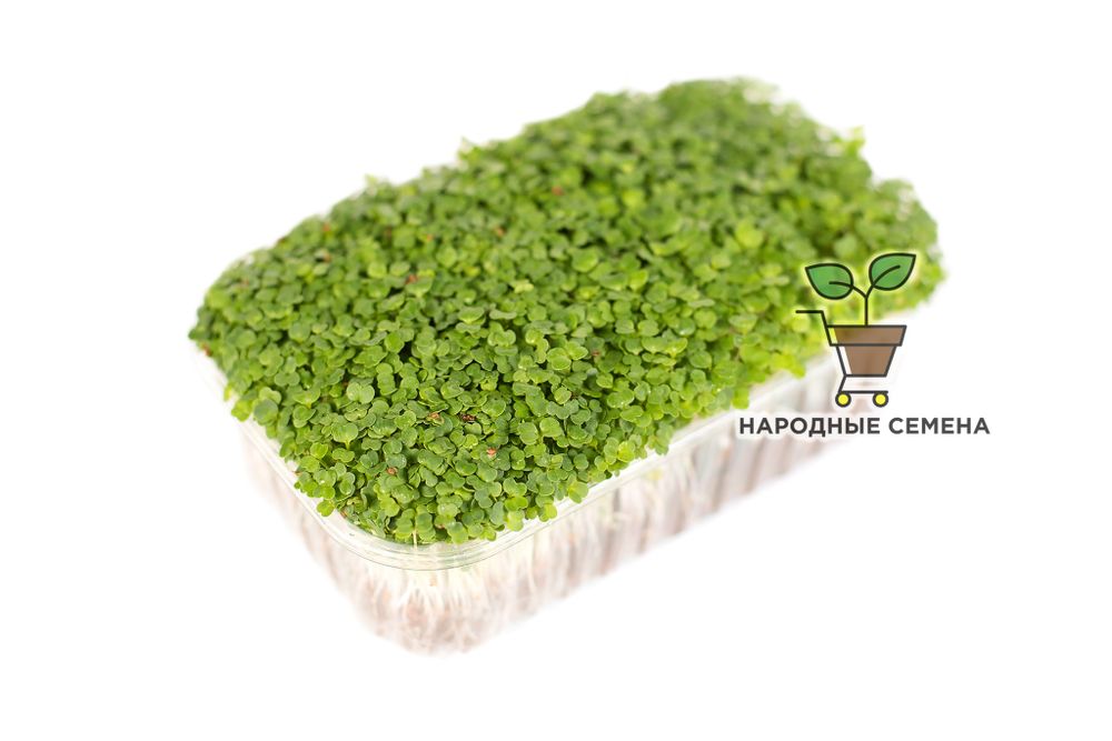 Руккола пикантная