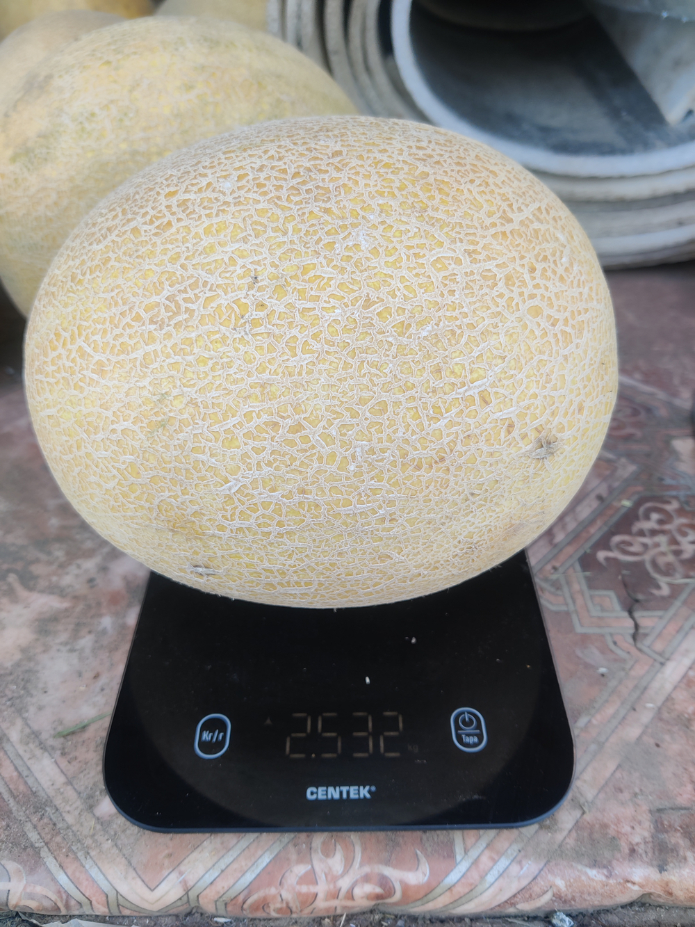 Радмила F1 семена дыни ( Yuksel Tohum / )