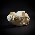 Череп собаки