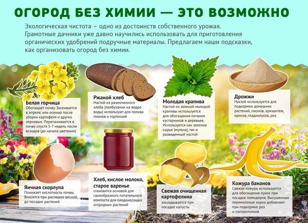 Как повысить иммунитет растений: подкормки для сибирского сада