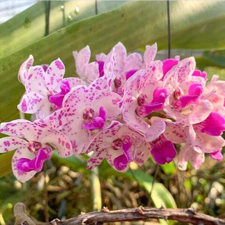 Ринхостилис RHY 11-MANEE NAKHON