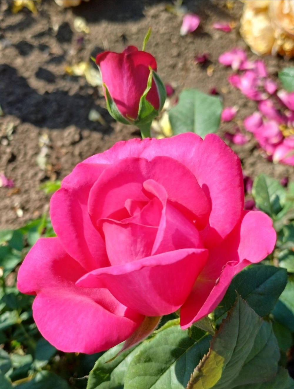 Роза Иоганн Гете