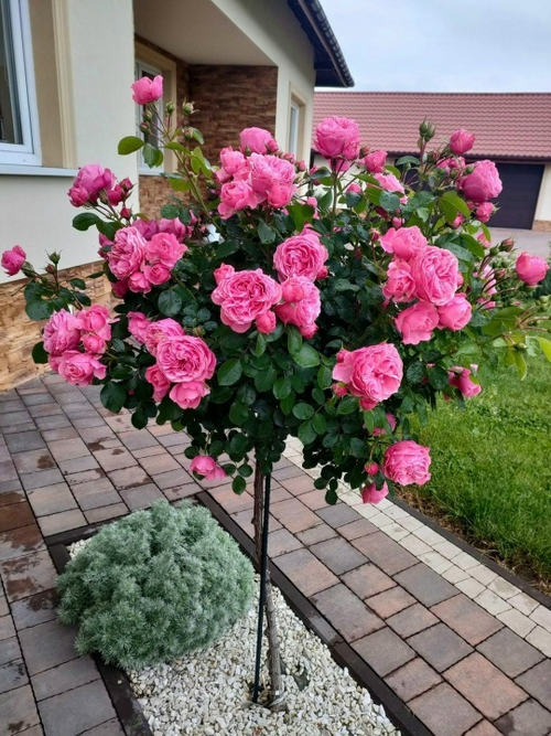 Роза На Штамбе Помпонелла