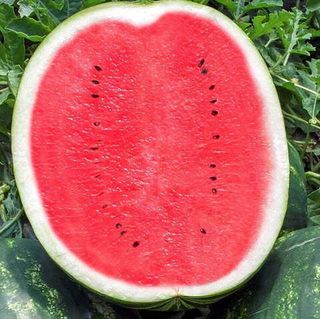 Арбуз Волгоградец КРС 90  25 грамм