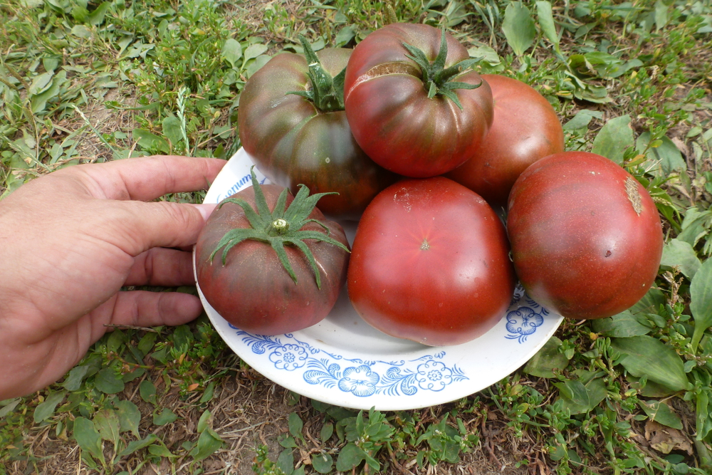 Помидоры – Фермерский Чёрный