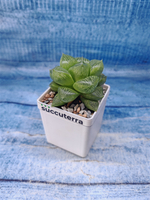 Haworthia Comptoniana hybrid (Хавортия)