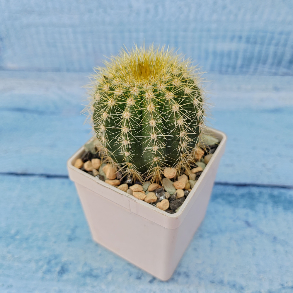 Notocactus Warasii (Нотокактус)