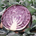 Рексома F1 семена капусты краснокочанной (Rijk Zwaan / Райк Цваан)