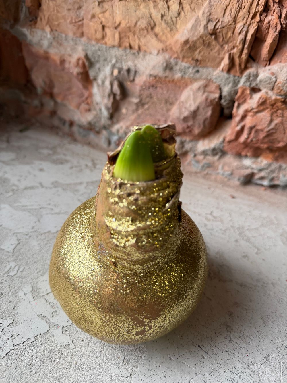 Амариллис луковица - цвет золото