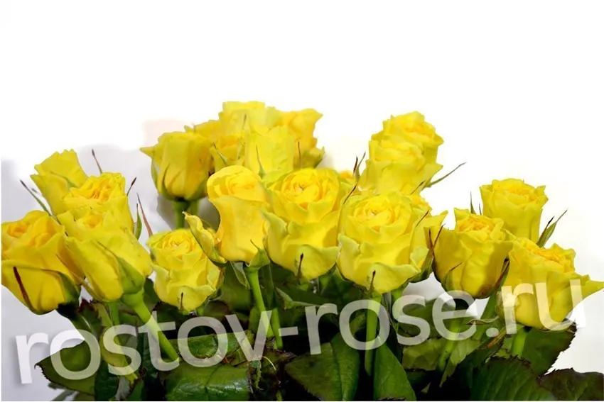 Букет 15 местных желтых роз