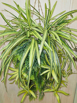 Искусственное растение Хлорофитум с зеленью в подвесном черном кашпо