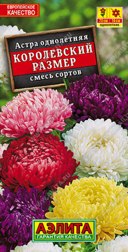 Астра Королевский размер, смесь сортов 0,1гр пионовидная Аэлита