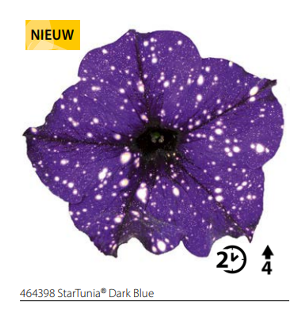 ЕВРО Петуния Startunia Dark Blue укореннный черенок ОКС февраль 26 Volmary