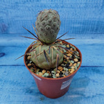 Tephrocactus Geometricus (Тефрокактус)