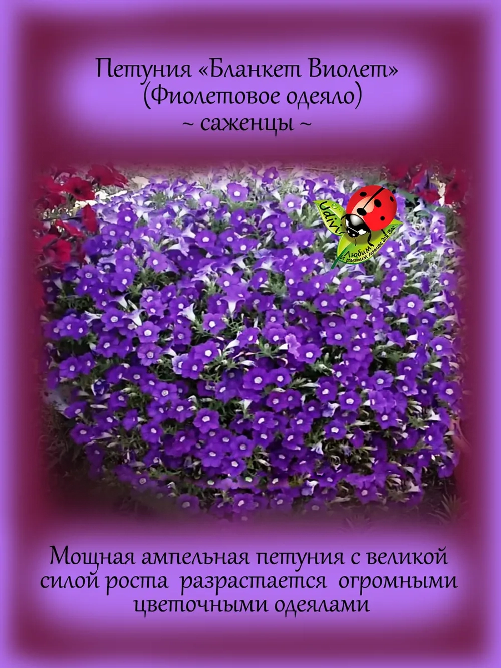 Петуния Бланкет Виолет