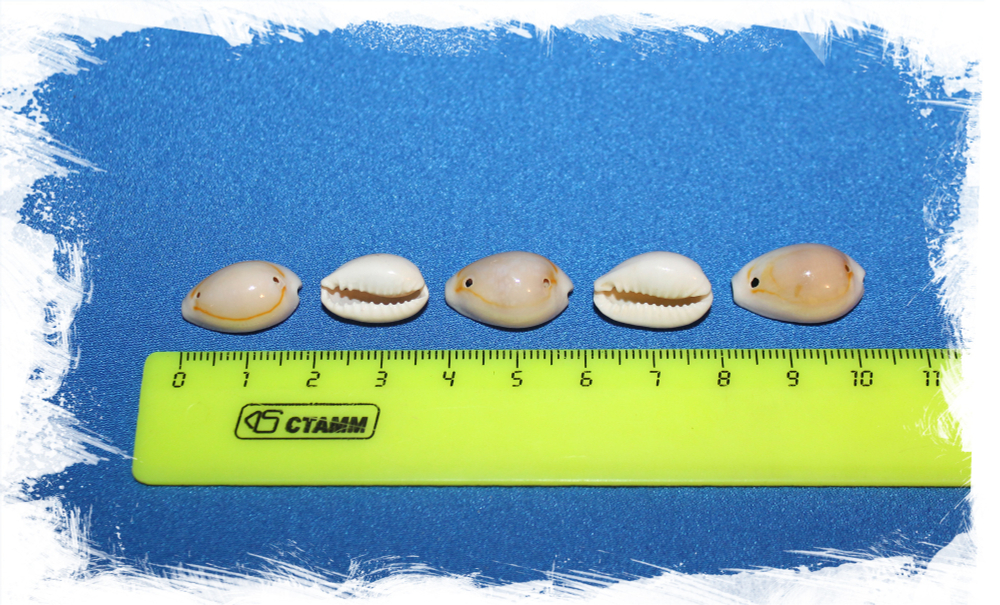 Ципреи Аннулус с отверстиями