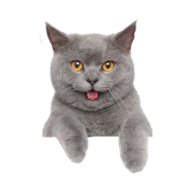 Товары для кошек