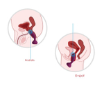 Супер мощная анальная втулка - массажер простаты Svakom Jullie Violet, фиолетовый (Цвет: фиолетовый с золотым)