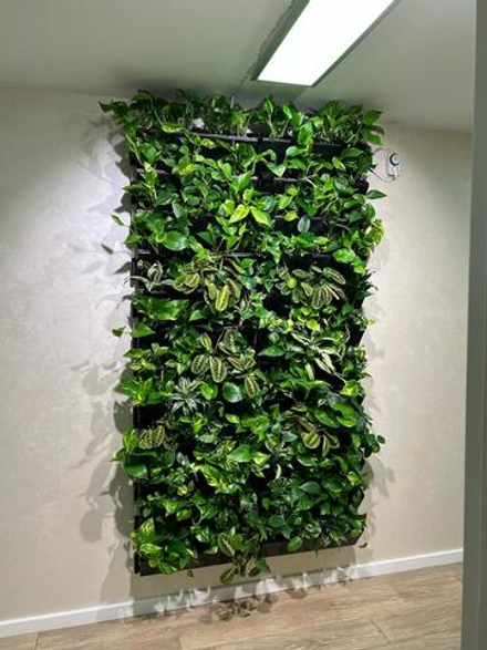 7.23. Фитостена из живых растений для клиники "Excellens". В проекте использовались фитомодули "Hydro Falls"