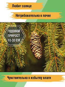 Ель обыкновенная