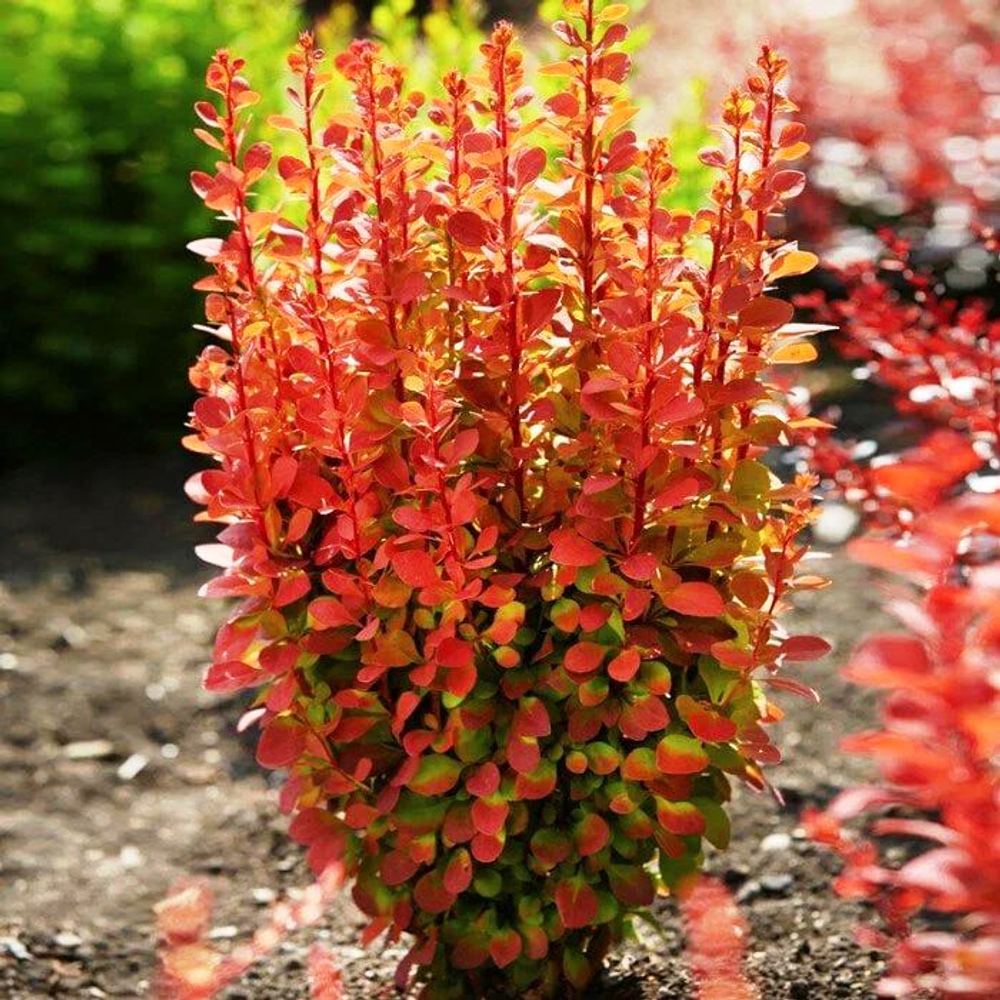 Барбарис Тунберга Orange Rocket