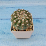 Notocactus Uebelmannianus (Нотокактус)