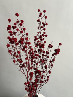 Стилингия красная