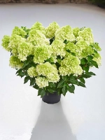 Гортензия метельчатая Пантонелла