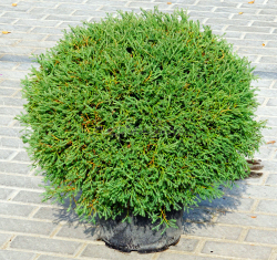 Туя западная Мистер Боулинг Болл Р9 15-20 см Закупка М62 апрель-май 2026