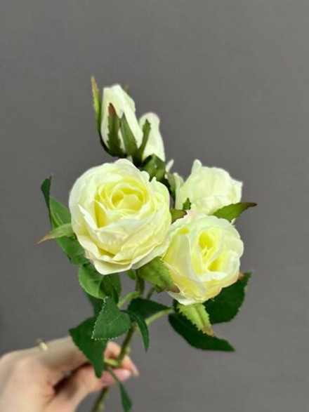 Роза кустовая белая (h38 см)