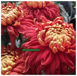 Hanenburg, крупноцветковая хризантема ☘🌻 о.61 (отгрузка  Сентябрь)