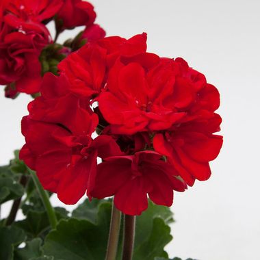 2809 Пеларгония зональная MOONLIGHT DENISE (Весна 2026)