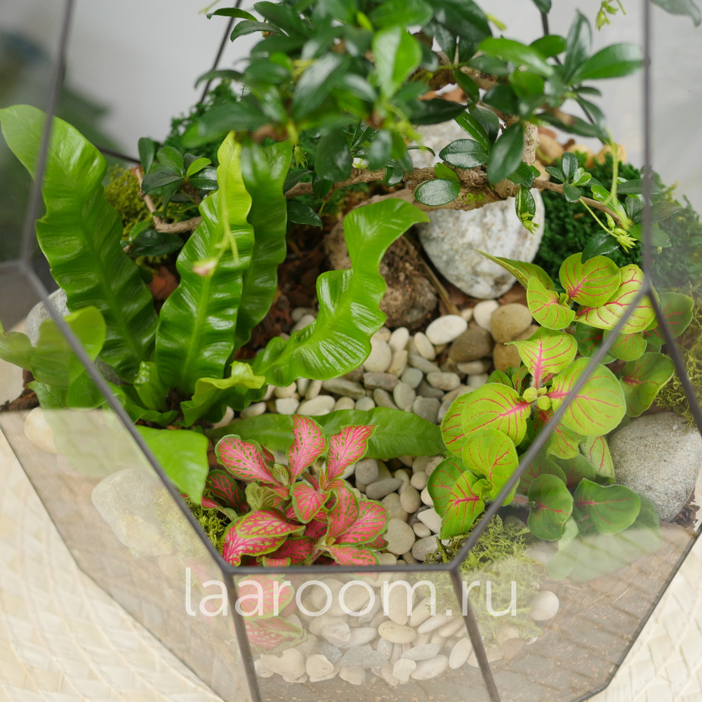 Готовый флорариум бонсай Кармона Айсберг
