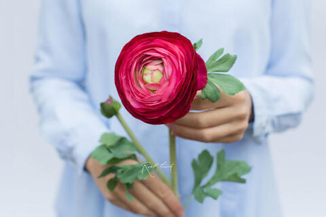 Ранункулюс Клуни крупный - Ярко-розовый