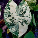 Колоказия WHITE TIGER
