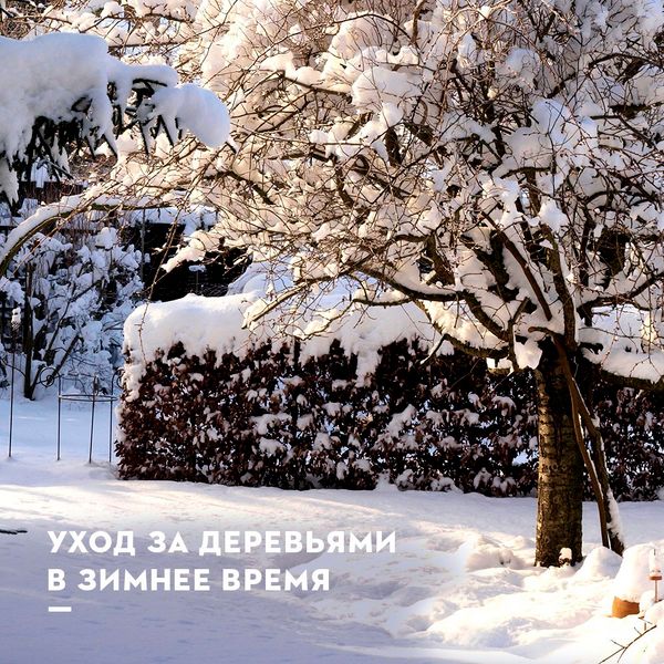 Уход за садом зимой: советы по защите растений