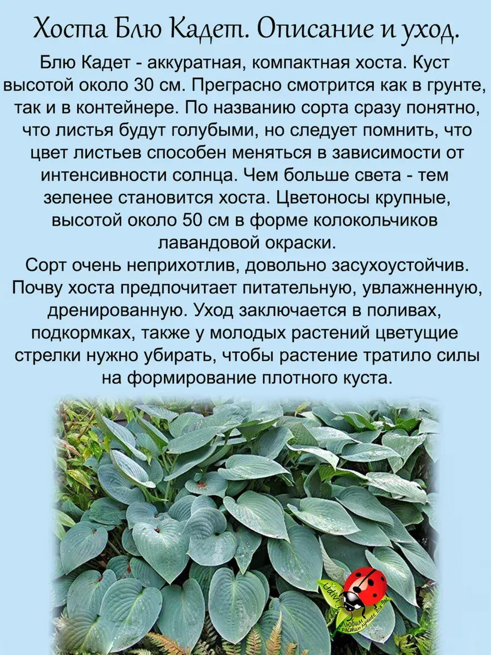 Хоста Блю Кадет