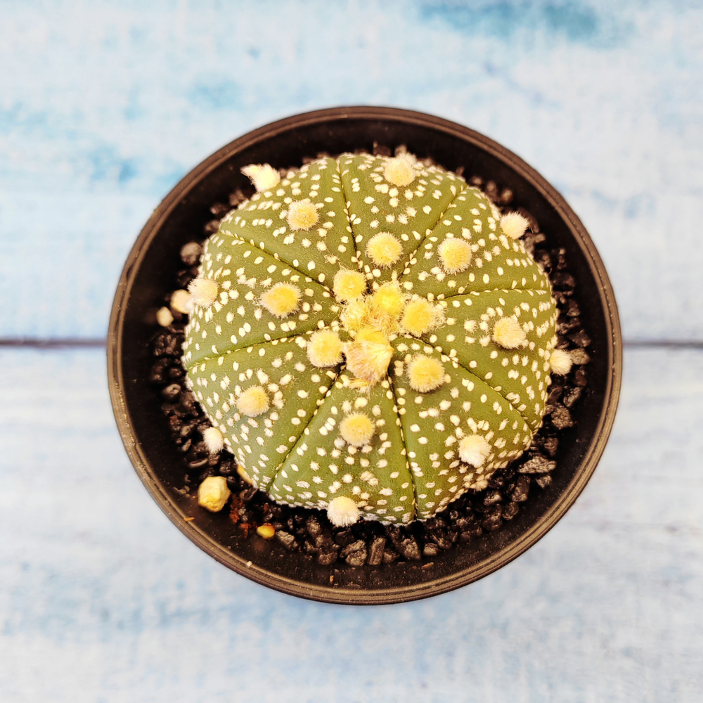 Astrophytum Asterias (Астрофитум)