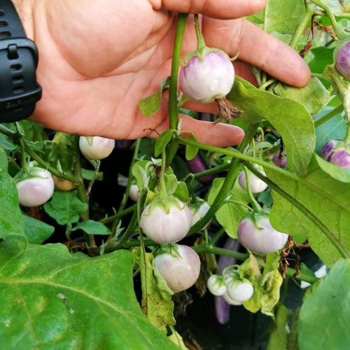 Баклажан Лавандовая Вишня - Lavender Cherry