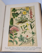 "Ботанический атлас по системе де-Кандоля". К.Гофман. 1899г.
