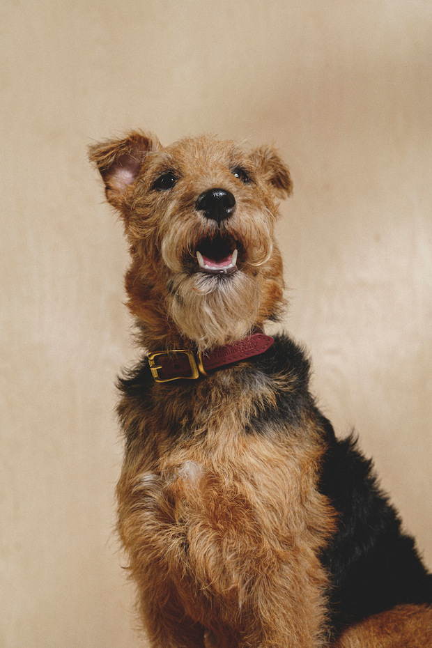 Классический прямой ошейник Винный