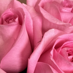 Букет из 15 роз