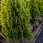 Туя западная Смарагд (ком) 160-180