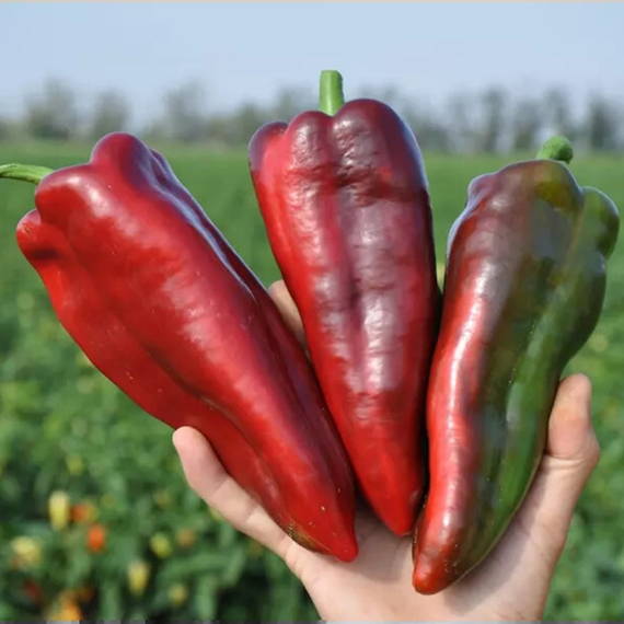 Каптур F1 семена перца сладкого (Seminis / Семинис) – фото 7