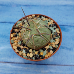 Tephrocactus Geometricus (Тефрокактус)